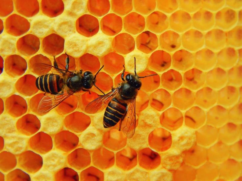 Albine, Foto: Anjitha Cherian / Dreamstime.com