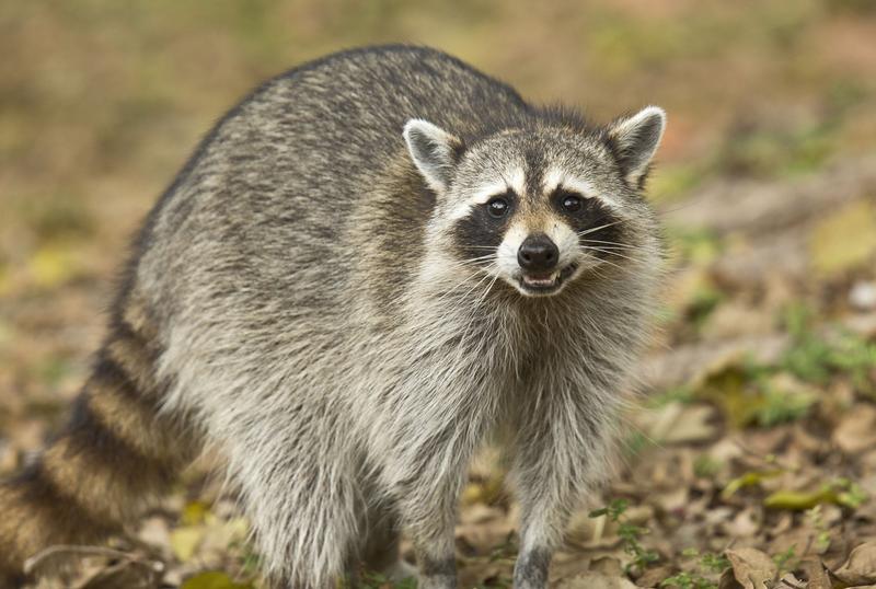 Raton, Foto: - / Ardea / Profimedia