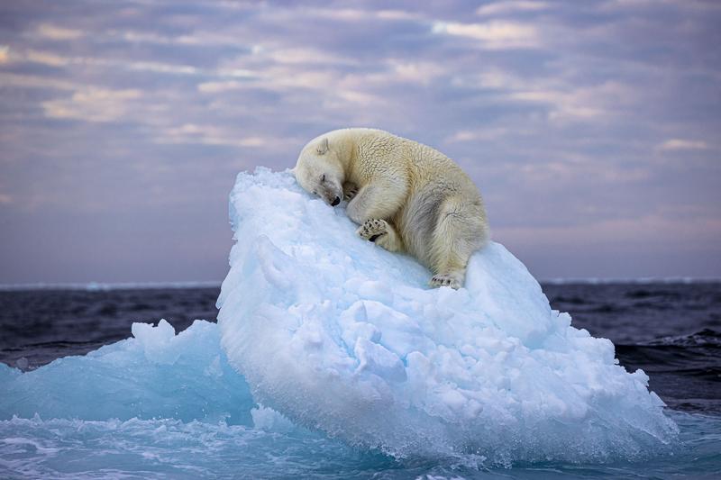 Un urs polar care doarme pe un aisberg, fotografia anului 2023, Foto: Mediadrumimages/NHM / Media Drum World / Profimedia