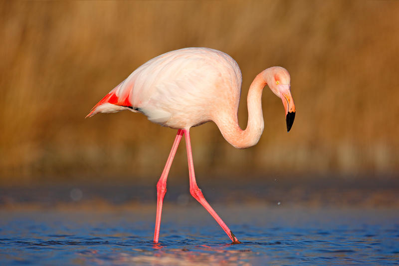 Flamingo, Foto: DreamsTime