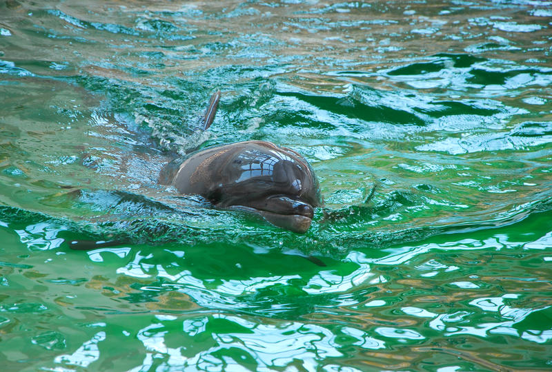 A murit „Baby”, puiul de delfin născut în captivitate la Delfinariul Constanţa