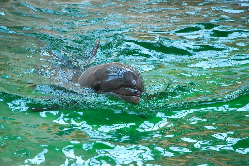 Delfinariul Constanța, Foto: Ana Mihaela Andrei Negru | Dreamstime.com