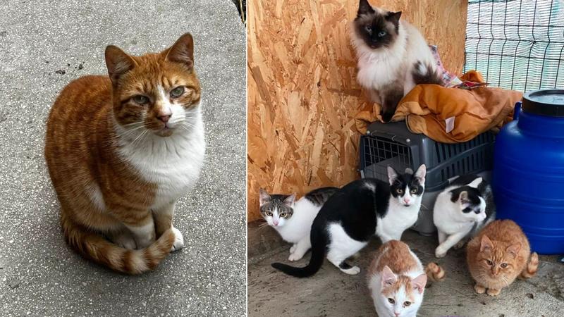 Pisicile fără stăpân, Foto: Colaj fanatik.ro