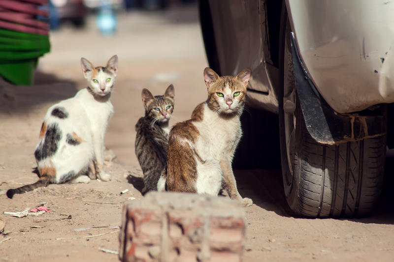Pisici pe stradă, Foto: Aleksej Sarifulin | Dreamstime.com