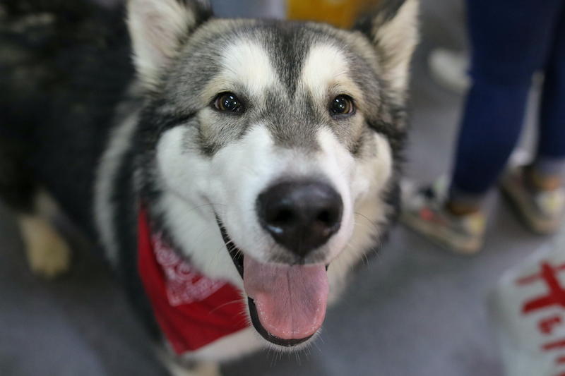 Pet Expo București, Foto: Inquam Photos / Alexandru Busca