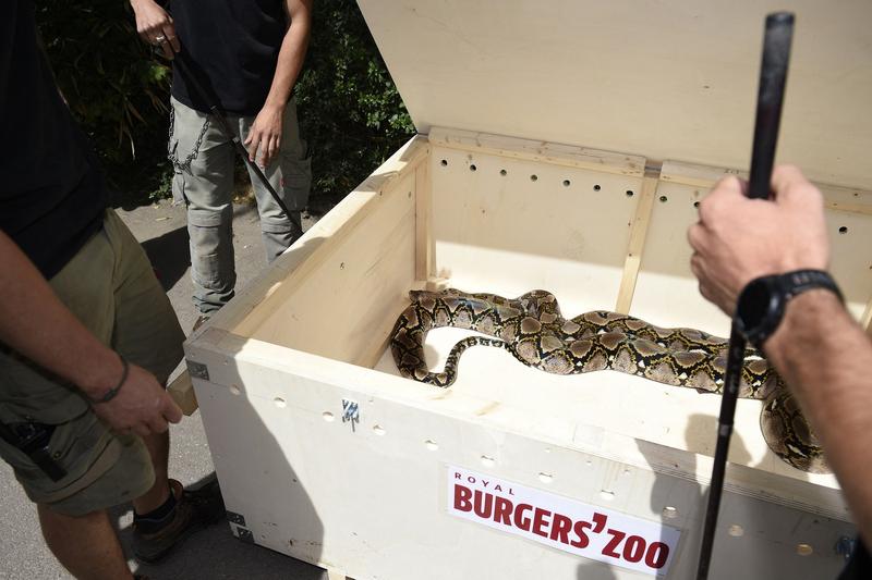 piton, Foto: Jean-Christophe Verhaegen / AFP / Profimedia Images