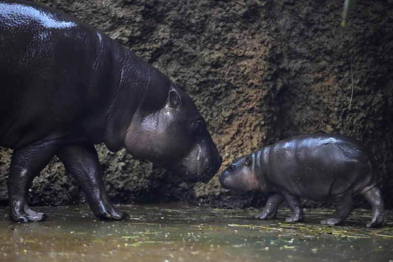 Hipopotam pigmeu în captivitate, Foto: Petr David Josek / AP / Profimedia