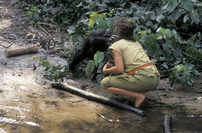 interacțiune om cimpanzeu, Foto: PATRICK LANDMANN / Sciencephoto / Profimedia