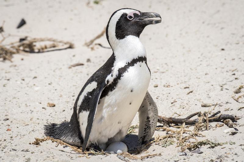 Pinguin African, Foto: Edwin Remsberg-VWPics / AP / Profimedia Images