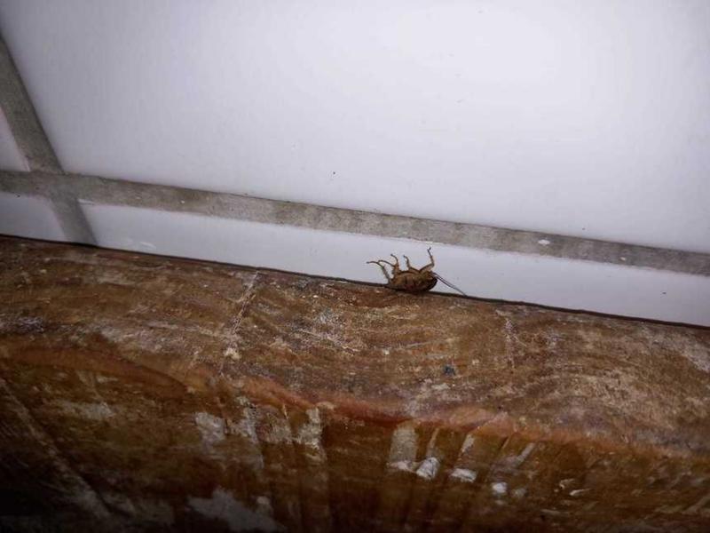 Gandaci gasiti de ANPC la Restaurantul Templul Soarelui, Foto: ANPC