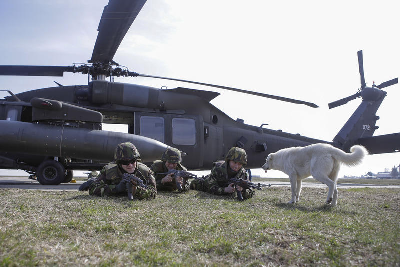 Un caine aflat in perimetrul Bazei Mihail Kogalniceanu interactioneaza cu soldati romani care participa la manevre cu elicoptere Black Hawk, Foto: Inquam Photos / George Călin