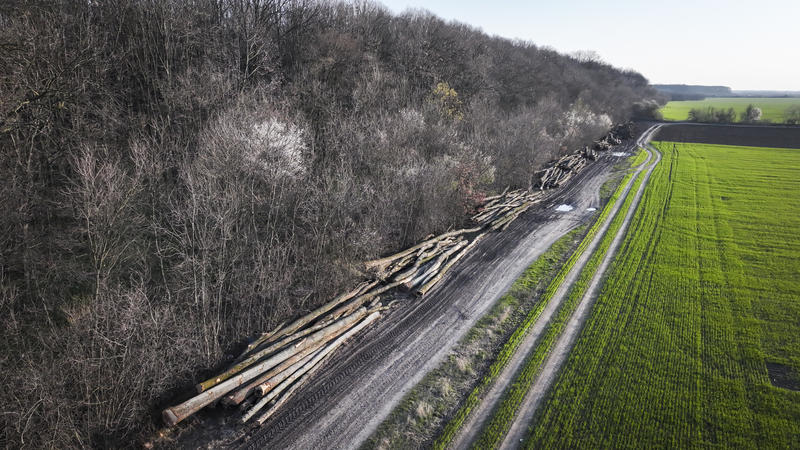 Tăieri de pădure în Corbeanca, martie 2024, Foto: Alex Găvan / centuraverde.ro