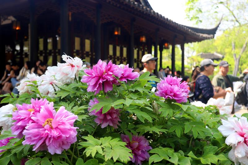 Gradina din Suzhou, China, Foto: ChinaImages / ddp USA / Profimedia