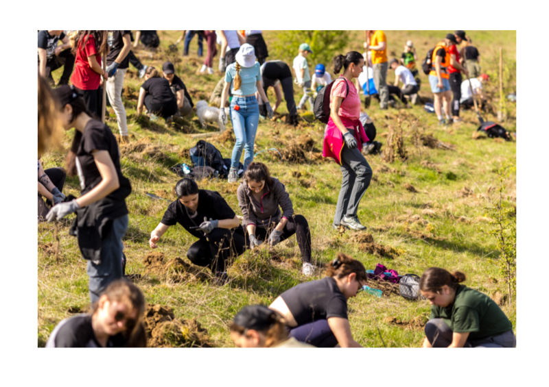 Inițiativă de plantare a copacilor, Foto: Banca Transilvania