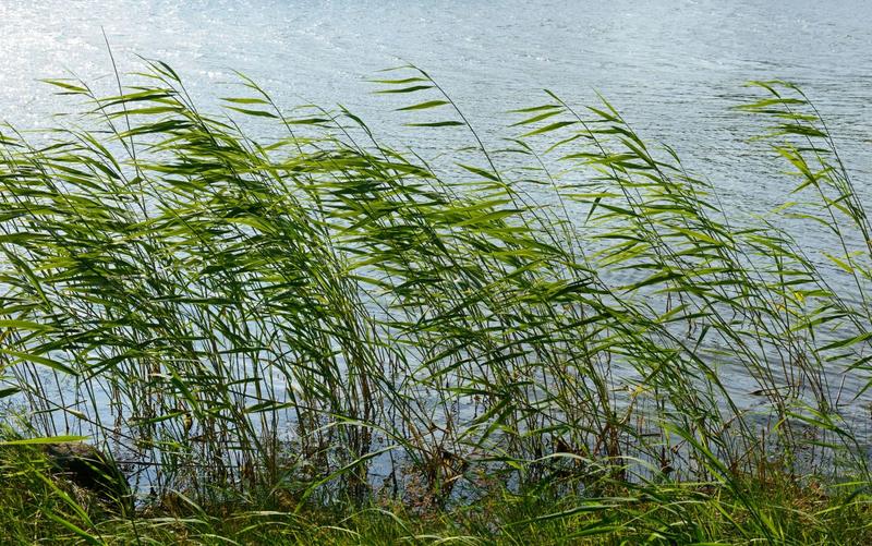 Vant puternic, Foto: Lerka555, Dreamstime.com