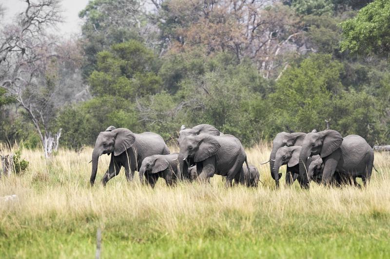 Elefanți în Botswana, Foto: Dr P. Marazzi / Sciencephoto / Profimedia Images