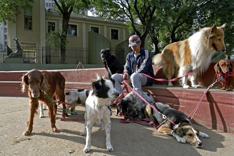 Tanar, plătit sa plimbe câini in Argentina, Foto: Sjors737 / Dreamstime.com