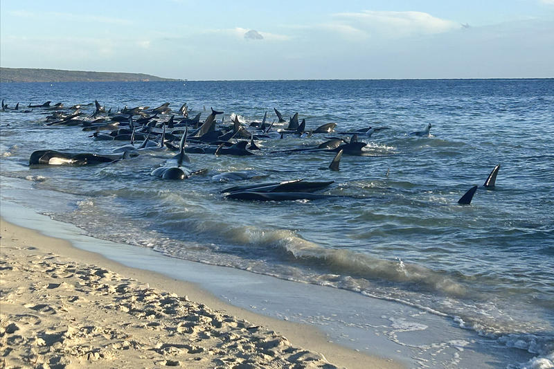 Balene eșuate pe o plajă din Australia, Foto: Department of Biodiversity, Conservation and Attractions / AP / Profimedia