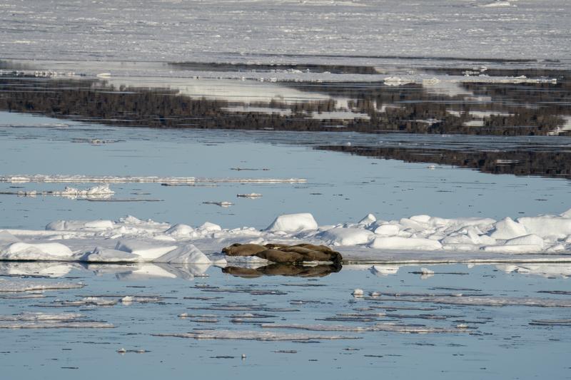 morse odihnindu-se pe gheata in Svalbard, Norvegia, Foto: Sergio Pitamitz / VWPics / Universal images group / Profimedia