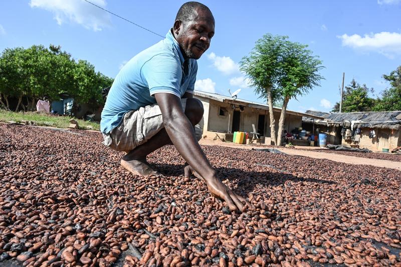 Un cultivator de cacao în Bringakro, Foto: Sia KAMBOU / AFP / Profimedia