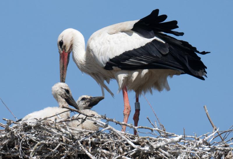 Barză cu pui, Foto: BORIS ROESSLER / AFP / Profimedia