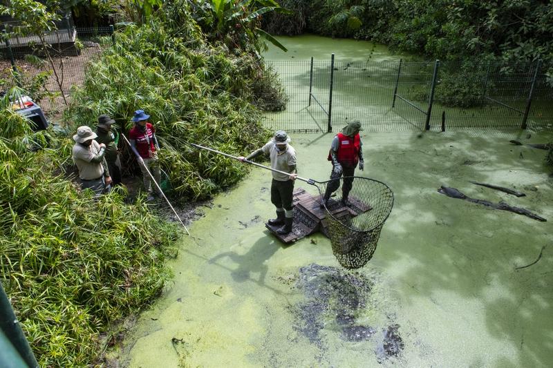 Membri ai Ministerului Mediului din Costa Rica scot animalele din apă după închiderea Grădinii Zoologice Simon Bolivar din San Jose, pe 11 mai 2024., Foto: Ezequiel BECERRA / AFP / Profimedia