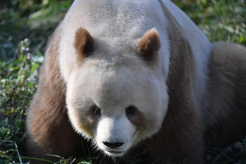 Panda brun, Foto: Xinhua / Eyevine / Profimedia