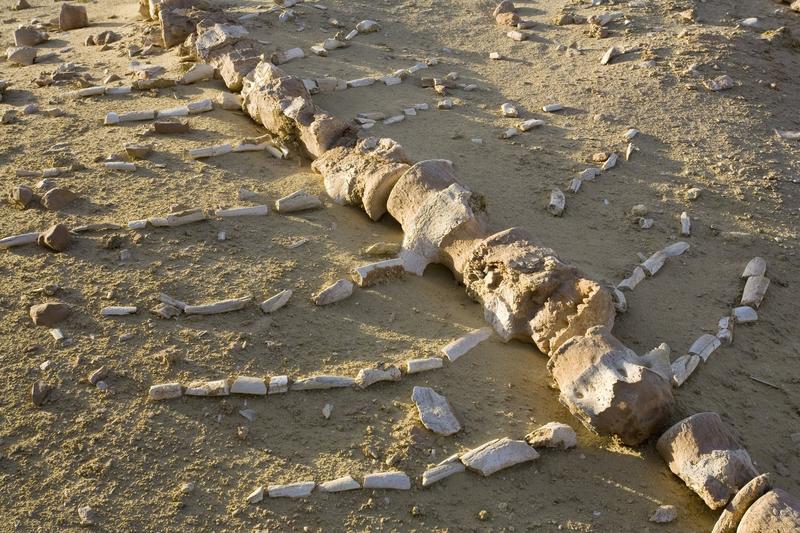 schelet fosilizat al unei balene, Foto: CECILE DEGREMONT/LOOK AT SCIENCES / Sciencephoto / Profimedia