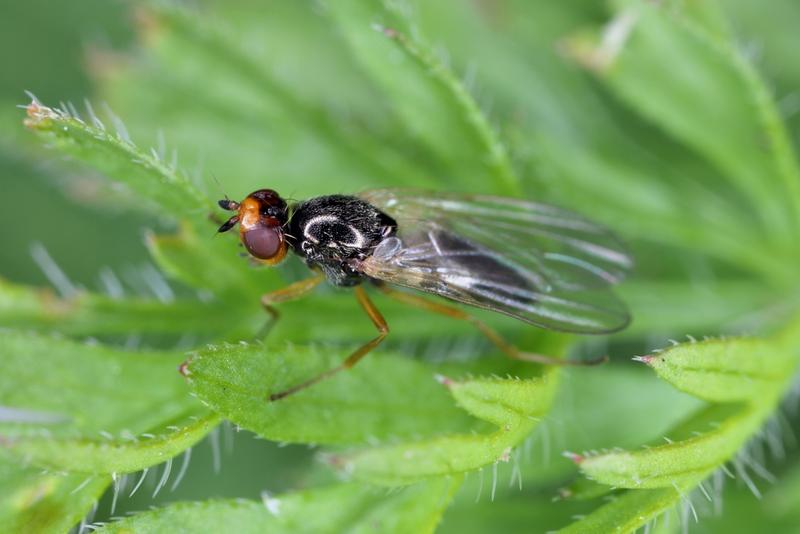 Musca rădăcinilor de morcov, Chamaepsila rosae, numită și Psila rosa / Fotografie ilustrativă, Foto: Shutterstock