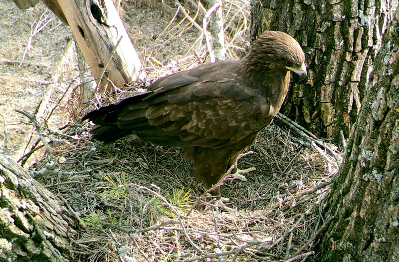 acvila tipatoare, Foto: SWNS / SWNS / Profimedia