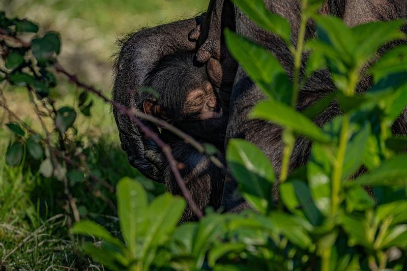 Pui de cimpanzeu, Foto: Chester Zoo / SWNS / Profimedia Images