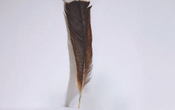 Pana a apartinut unei pasari huia, Foto: Webb Auction House