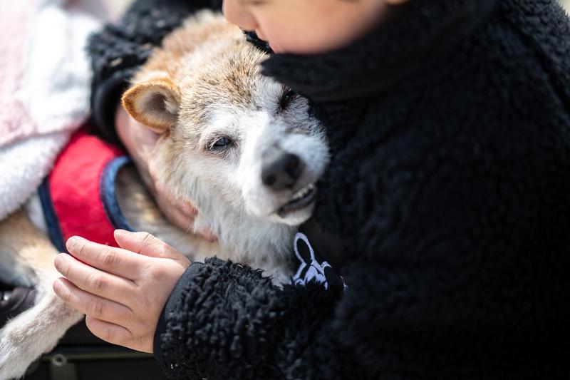 Kabosu, câinele devenit celebru, Foto: Philip FONG / AFP / Profimedia