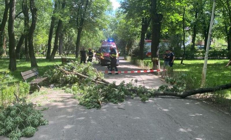 Copac căzut în Parc Bazilescu, Foto: PNL Sector 1