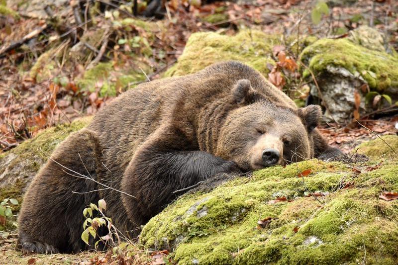Urs brun (imagine generică), Foto: REINER BERNHARDT / imago stock&people / Profimedia