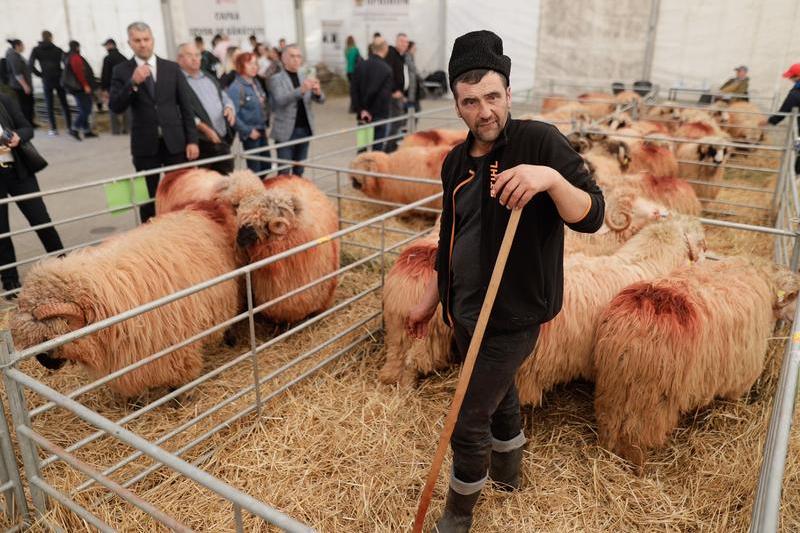 Cioban cu oi, Foto: Inquam Photos / George Călin