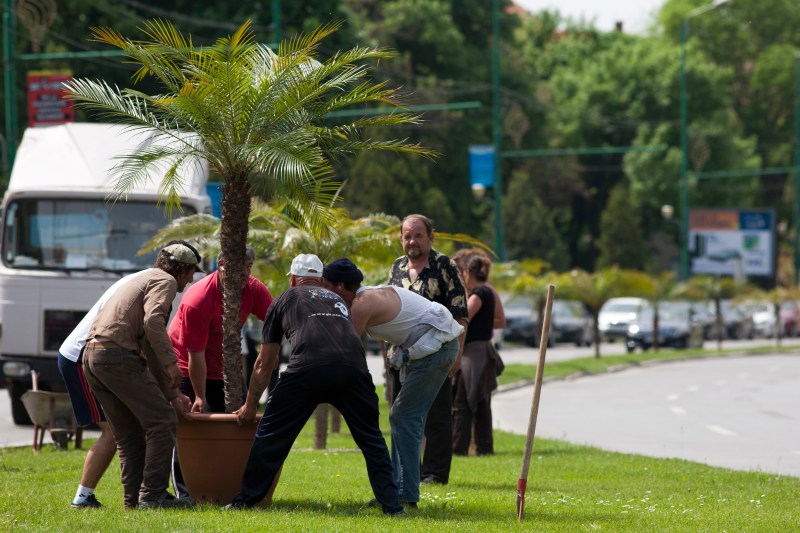 Plantare palmieri Foto: Inquam Photos