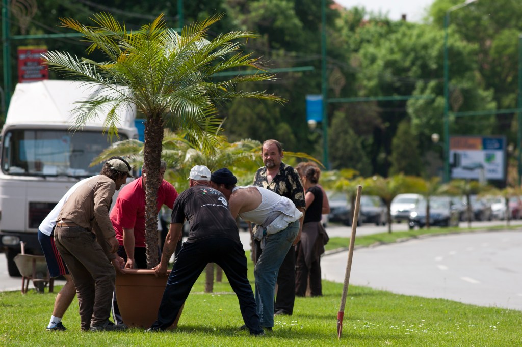 Plantare palmieri Foto: Inquam Photos