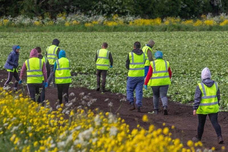 Muncitori emigranți în agricultură în UK, Foto: MediaWorldImages / Alamy / Alamy / Profimedia