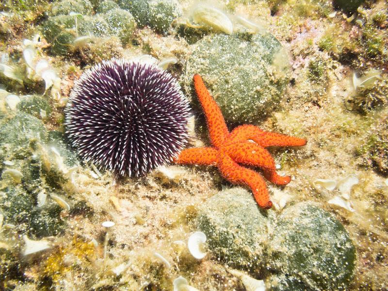 Un arici de mare si o stea de mare, Foto: Roy Pedersen / Alamy / Profimedia Images