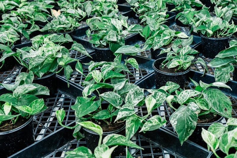 Planta minune Neo Px, Foto: Andri Tambunan / AFP / Profimedia