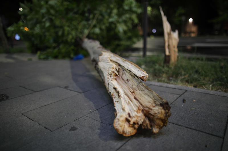Copac rupt - imagine ilustrativa, Foto: INQUAM Photos / Octav Ganea