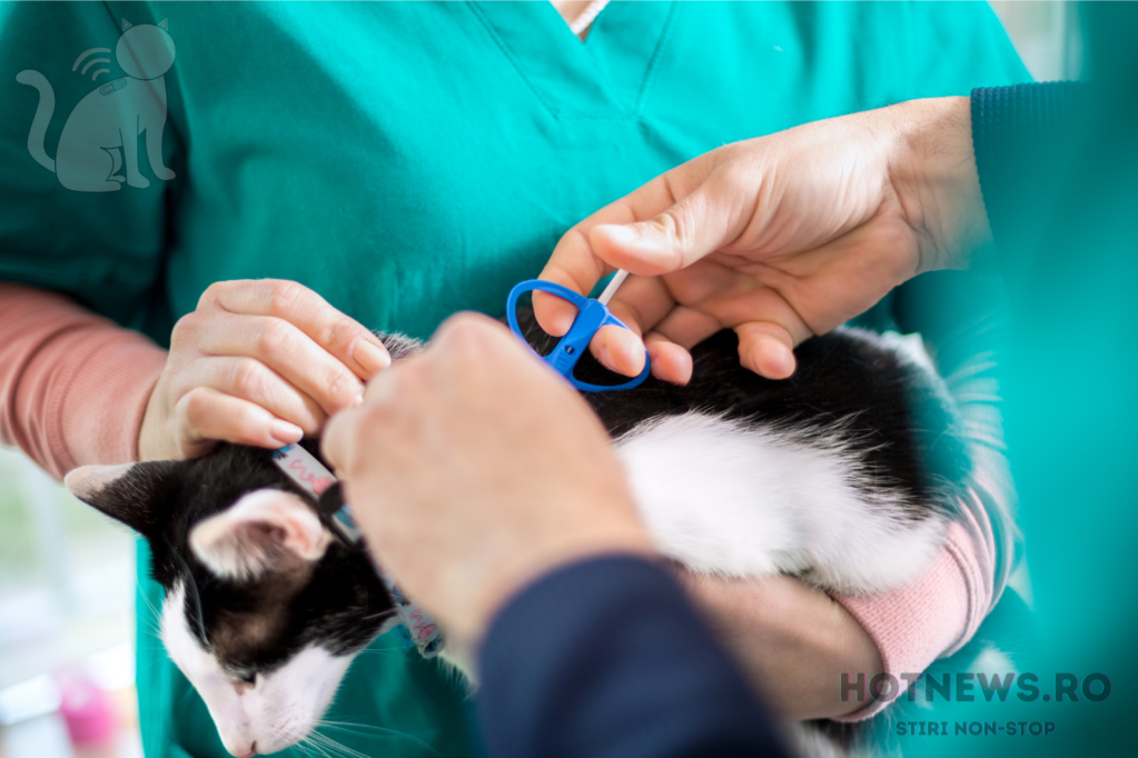 Microciparea pisicilor devine obligatorie în Marea Britanie: Ce urmează pentru România?