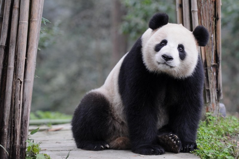 Panda gigant (Foto: Chen Xie / Avalon / Profimedia)