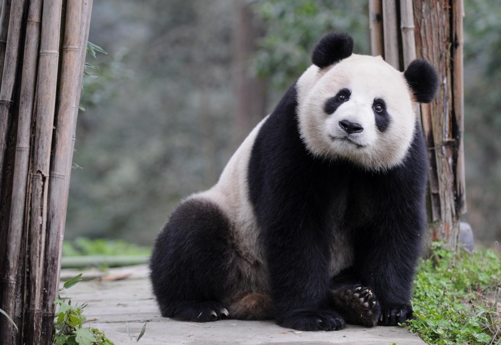 Panda gigant (Foto: Chen Xie / Avalon / Profimedia)