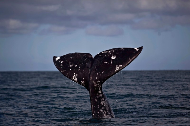 Balenele gri din Pacific, „santinele” ale ecosistemului, se micșorează odată cu încălzirea oceanelor