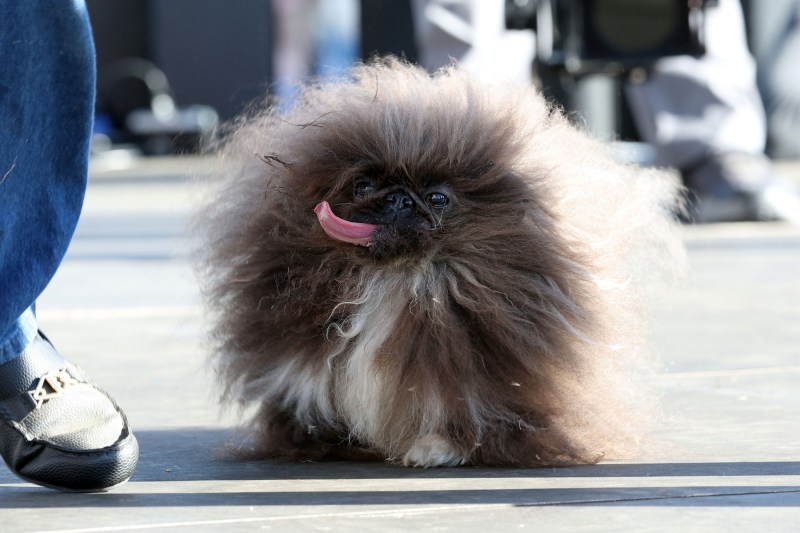 VIDEO Pechinezul Wild Thang a reușit să obțină titlul de „cel mai urât câine din lume” la a cincea încercare
