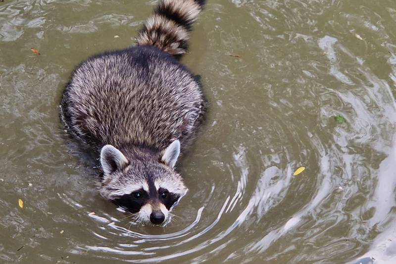 FOTO „Urşii ies mai ales dimineaţa şi se bălăcesc”. Animalele de la Zoo Ploiești-Bucov se scaldă în minipiscine și primesc mai multe fructe, pe fondul caniculei