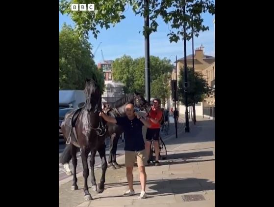 VIDEO Trei cai militari fug prin centrul Londrei, iar unul se loveşte de un taxi