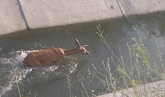 Pompierii din Argeş au salvat o căprioară care a rămas blocată într-un canal de irigaţii